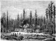 Giant sequoia forest California, 19th century.Artist: Paul Huet