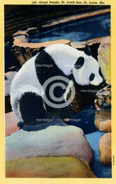 Giant Panda, St Louis Zoo, Missouri, USA, 1940. Artist: Unknown