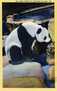 Giant Panda, St Louis Zoo, Missouri, USA, 1940