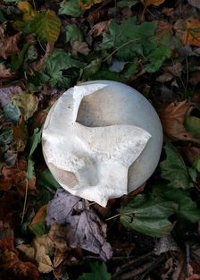 Giant Puff Ball. Creator: Tom Artin