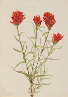 Giant Red Paintbrush (Castilleja miniata), 1921. Creator: Mary Vaux Walcott
