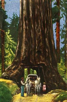 Giant Redwood in California, c1928. Creator: Unknown