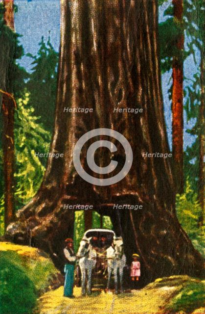 Giant Redwood in California, c1928. Creator: Unknown.