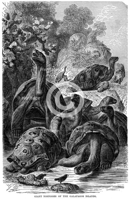 Giant tortoises of the Galapagos Islands which were observed by Darwin, 1894. Artist: Unknown