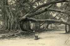 Giant trees in Buitenzorg, Java, 1898. Creator: Christian Wilhelm Allers