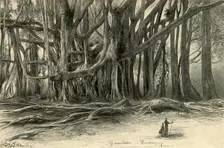 Giant trees in Buitenzorg, Java, 1898. Creator: Christian Wilhelm Allers
