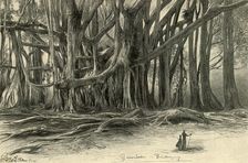 Giant trees in Buitenzorg, Java, 1898. Creator: Christian Wilhelm Allers