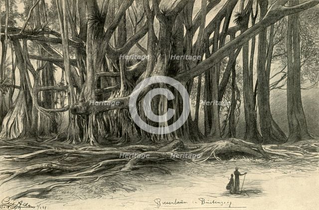Giant trees in Buitenzorg, Java, 1898.  Creator: Christian Wilhelm Allers.