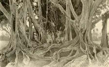 Giant trees in the botanical gardens, Peradeniya, Kandy, Ceylon, 1898. Creator: Christian Wilhelm Allers