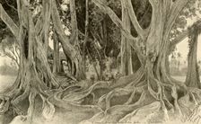 Giant trees in the botanical gardens, Peradeniya, Kandy, Ceylon, 1898. Creator: Christian Wilhelm Allers