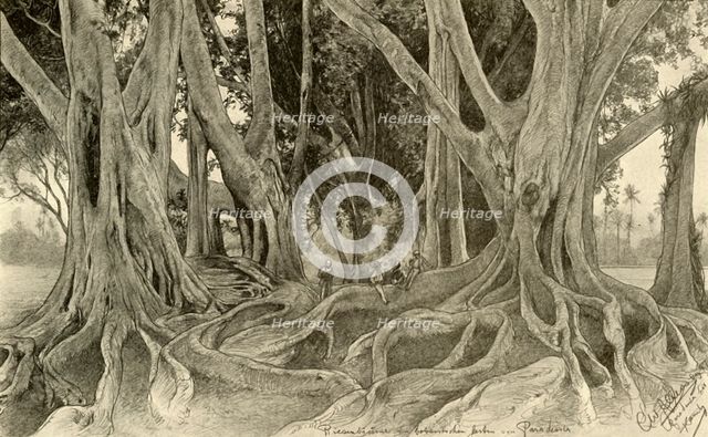 Giant trees in the botanical gardens, Peradeniya, Kandy, Ceylon, 1898. Creator: Christian Wilhelm Allers.