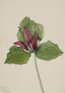 Giant Trillium (Trillium chloropetalum), 1921. Creator: Mary Vaux Walcott