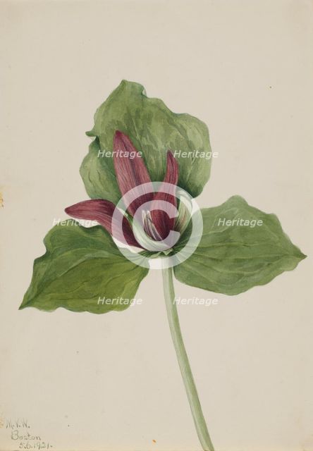 Giant Trillium (Trillium chloropetalum), 1921. Creator: Mary Vaux Walcott.