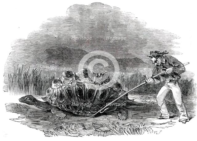Gigantic Land Tortoise - a Present for Her Majesty, 1850. Creator: Unknown.
