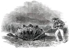 Gigantic Land Tortoise - a Present for Her Majesty, 1850. Creator: Unknown