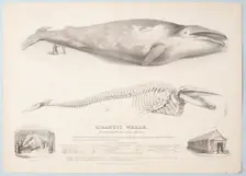 Gigantic Whale: The Greenland Whale (or Baloena Musculus), 1832. Creator: George Scharf