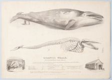 Gigantic Whale: The Greenland Whale (or Baloena Musculus), 1832. Creator: George Scharf