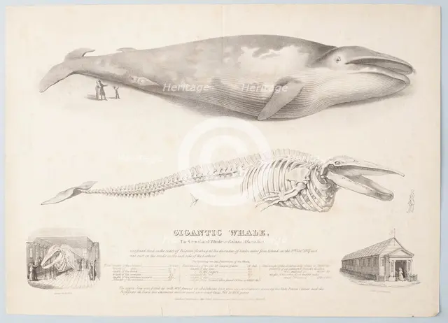 Gigantic Whale: The Greenland Whale (or Baloena Musculus), 1832. Creator: George Scharf.