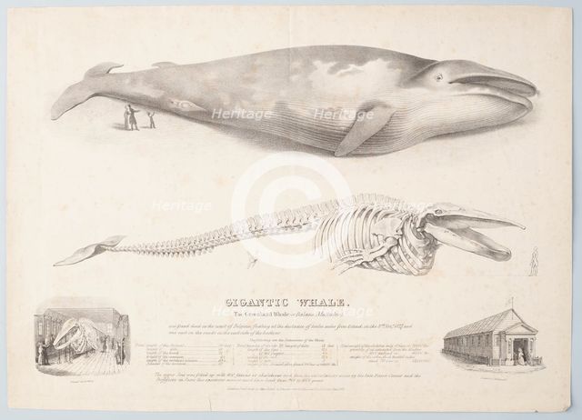 Gigantic Whale: The Greenland Whale (or Baloena Musculus), 1832. Creator: George Scharf.