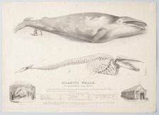 Gigantic Whale: The Greenland Whale (or Baloena Musculus), 1832. Creator: George Scharf