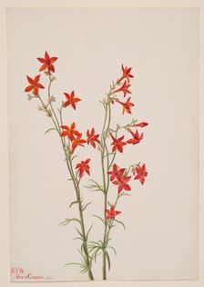 Gilia arizonica, 1931. Creator: Mary Vaux Walcott