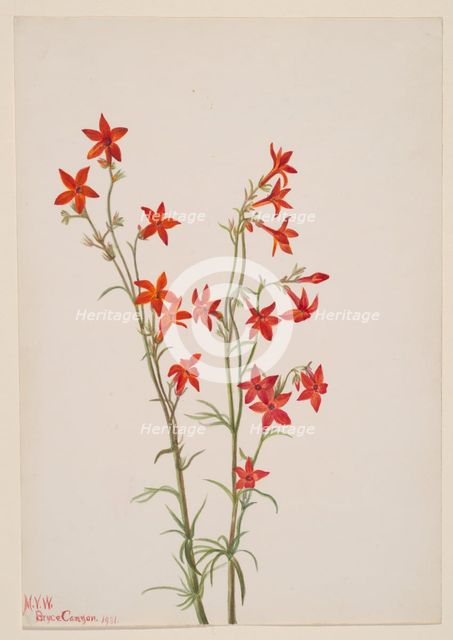 Gilia arizonica, 1931. Creator: Mary Vaux Walcott.