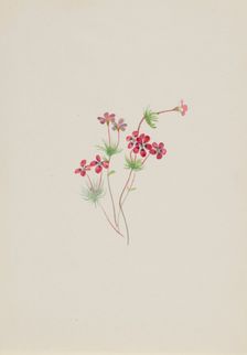 Gilia linanthus parviflorus, ca. 1900-1930. Creator: Mary Vaux Walcott