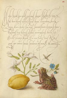 Gillyflower, Insect, Germander, Almond, and Frog, 1561-1562; illumination added 1591-1596. Creator: Joris Hoefnagel