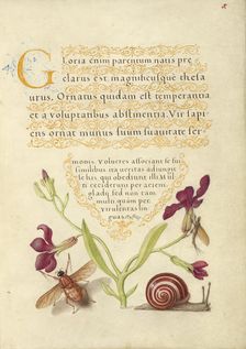 Gillyflower, Mayfly, Fly, and Snail, 1561-1562; illumination added 1591-1596. Creator: Joris Hoefnagel
