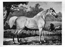 Gimcrack 1760 -1777, (1911)