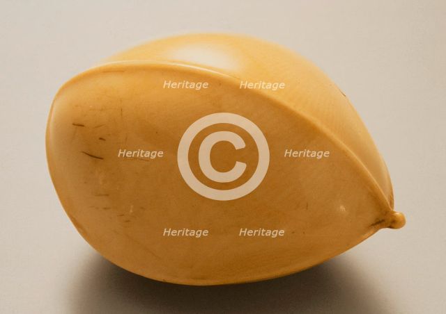 Gingko Nut, Mid-19th century. Creator: Ohara Mitsuhiro.