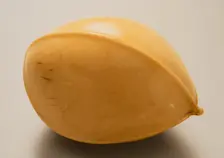 Gingko Nut, Mid-19th century. Creator: Ohara Mitsuhiro