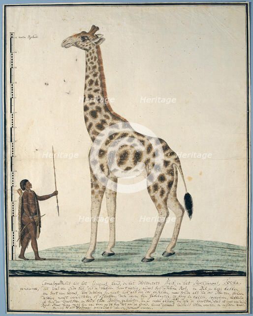Giraffa camelopardalis (Giraffe), 1779. Creator: Robert Jacob Gordon.