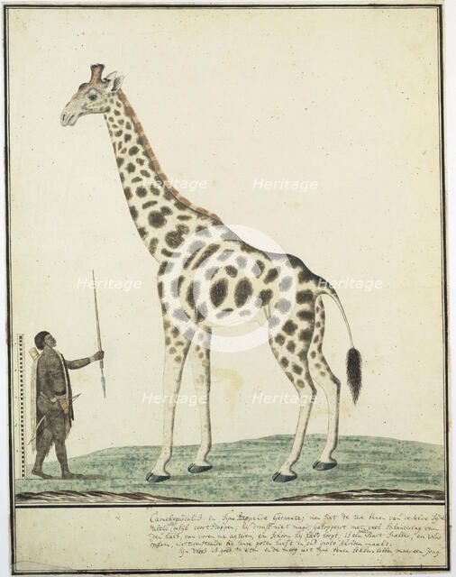 Giraffa camelopardalis (Giraffe), 1779. Creator: Robert Jacob Gordon.