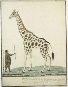 Giraffa camelopardalis (Giraffe), 1779. Creator: Robert Jacob Gordon