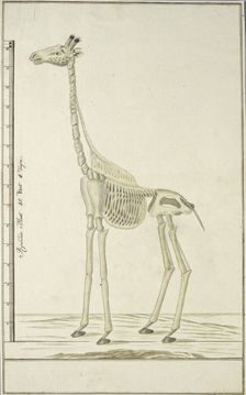 Giraffa camelopardalis (Giraffe), skeleton, 1779. Creator: Robert Jacob Gordon
