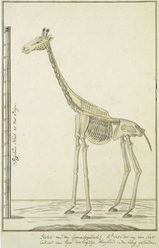 Giraffa camelopardalis (Giraffe), skeleton, 1779. Creator: Robert Jacob Gordon