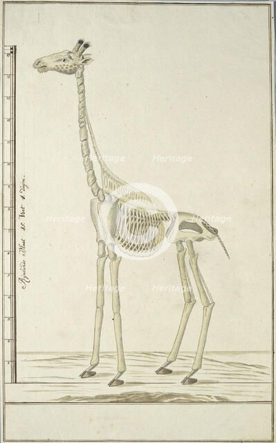 Giraffa camelopardalis (Giraffe), skeleton, 1779. Creator: Robert Jacob Gordon.