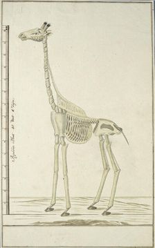 Giraffa camelopardalis (Giraffe), skeleton, 1779. Creator: Robert Jacob Gordon