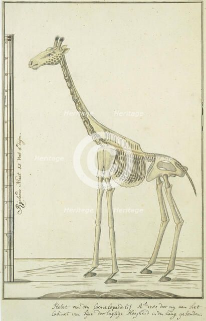 Giraffa camelopardalis (Giraffe), skeleton, 1779. Creator: Robert Jacob Gordon.