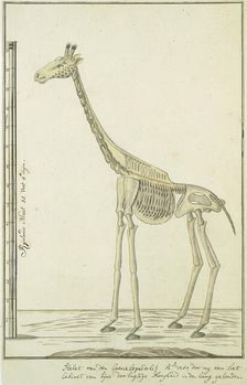 Giraffa camelopardalis (Giraffe), skeleton, 1779. Creator: Robert Jacob Gordon