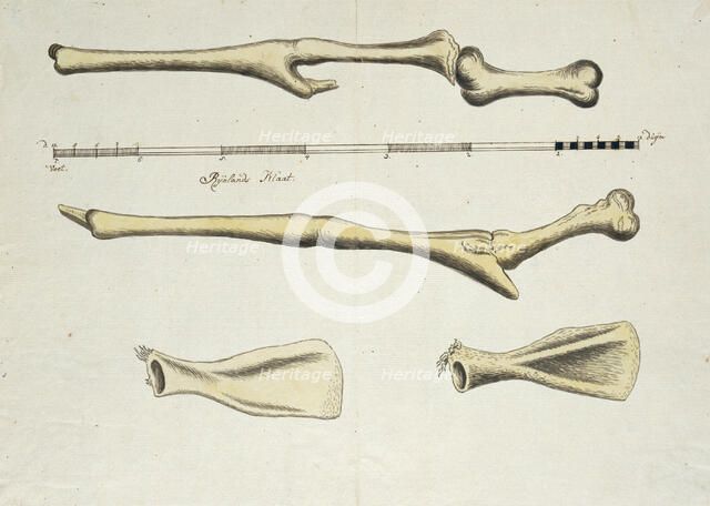 Giraffa camelopardalis (Giraffe), skeleton, 1779. Creator: Robert Jacob Gordon.