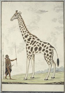Giraffa camelopardalis (Giraffe); with left a Khoikhoi as Scale Model, 1779. Creator: Robert Jacob Gordon