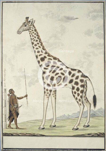 Giraffa camelopardalis (Giraffe); with left a Khoikhoi as Scale Model, 1779. Creator: Robert Jacob Gordon.