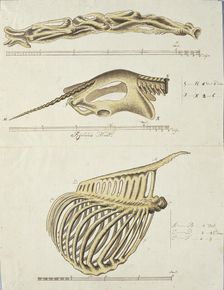 Giraffa camelopardalis (Giraffe),skeleton, 1779. Creator: Robert Jacob Gordon