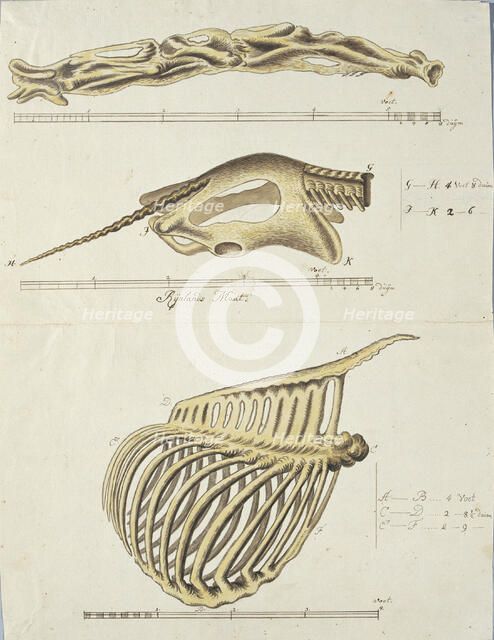 Giraffa camelopardalis (Giraffe),skeleton, 1779. Creator: Robert Jacob Gordon.