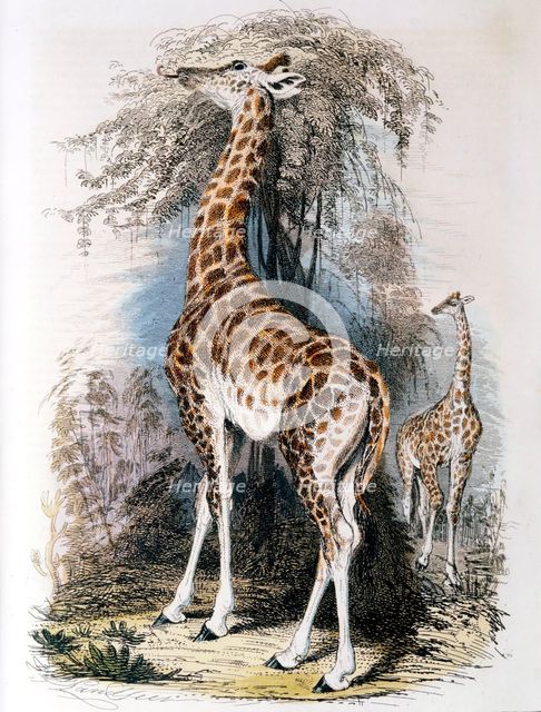 Giraffe browsing on a tree, 1836. Artist: Unknown