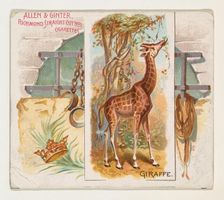 Giraffe, from Quadrupeds series (N41) for Allen & Ginter Cigarettes, 1890. Creator: Allen & Ginter