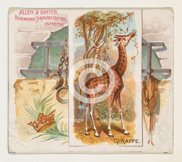 Giraffe, from Quadrupeds series (N41) for Allen & Ginter Cigarettes, 1890. Creator: Allen & Ginter.