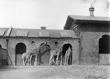 Giraffe House, Zoological Gardens, Regent's Park, London, 1912. Artist: Rupert Potter